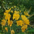 Flamboyant nain jaune - Caesalpinia pulcherrima - 2 à 3m